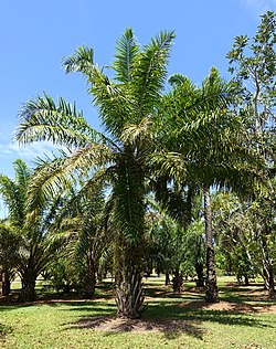 Elaeis guineensis Jacq.