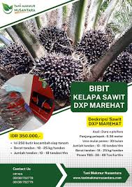 DxP Marihat